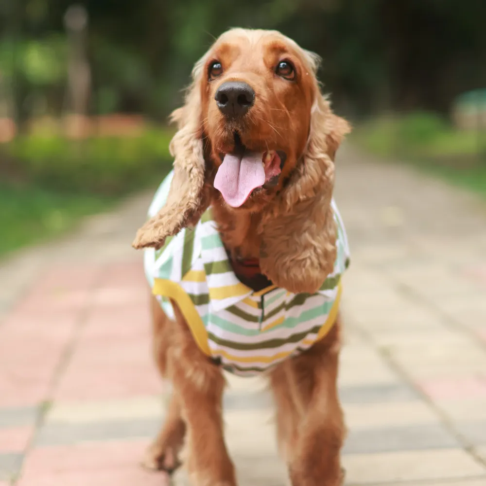 Multi-colour Striped Dog Polo Tee