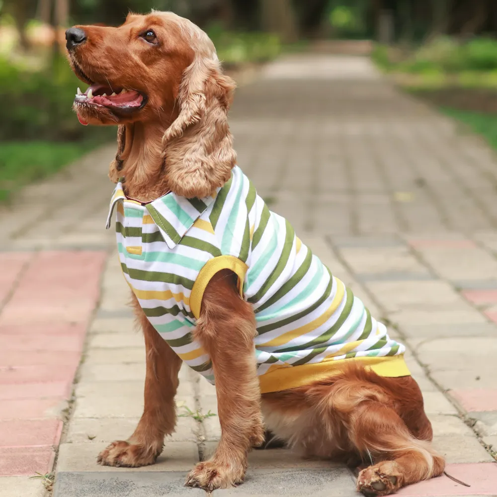 Multi-colour Striped Dog Polo Tee